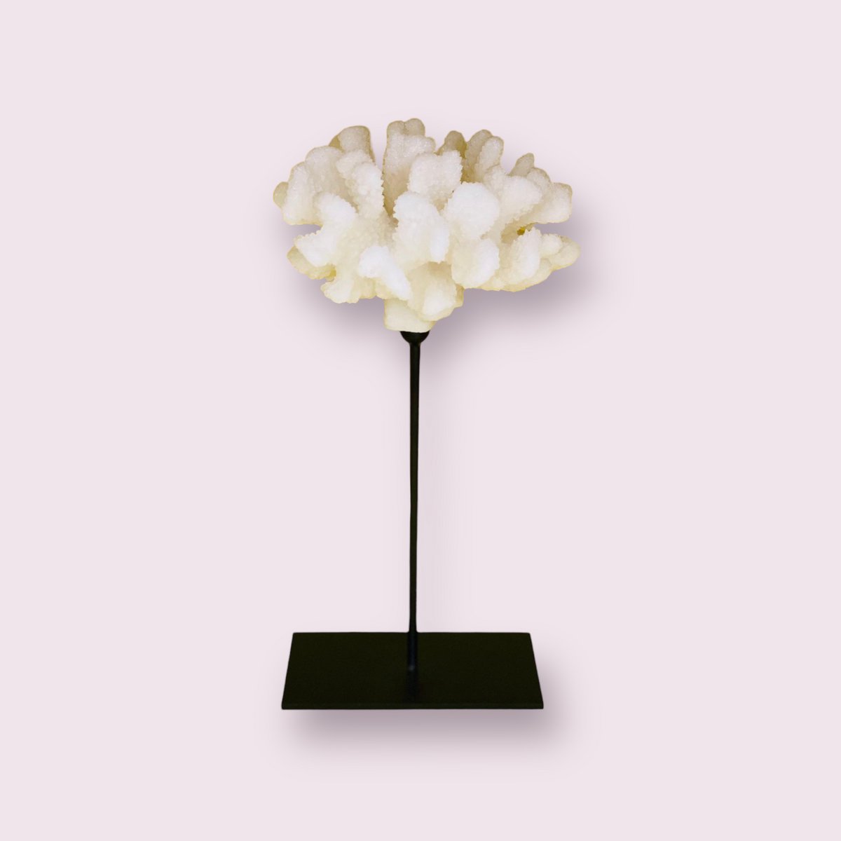 Koraalcollectie met metalen standaard - maat: H25cm B15cm D15cm