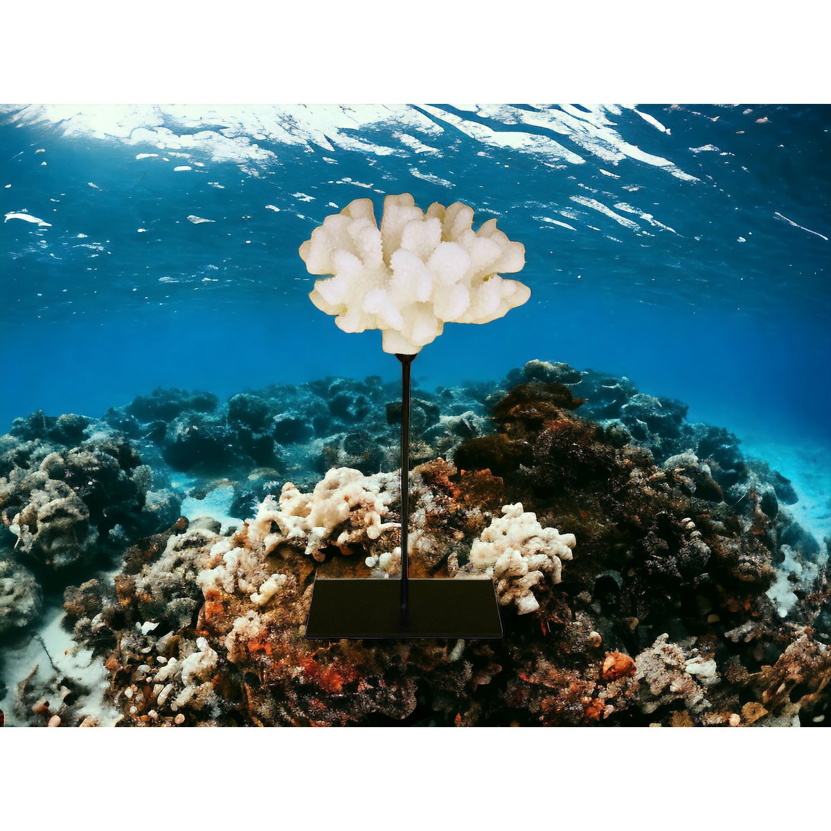 Koraalcollectie met metalen standaard - maat: H25cm B15cm D15cm