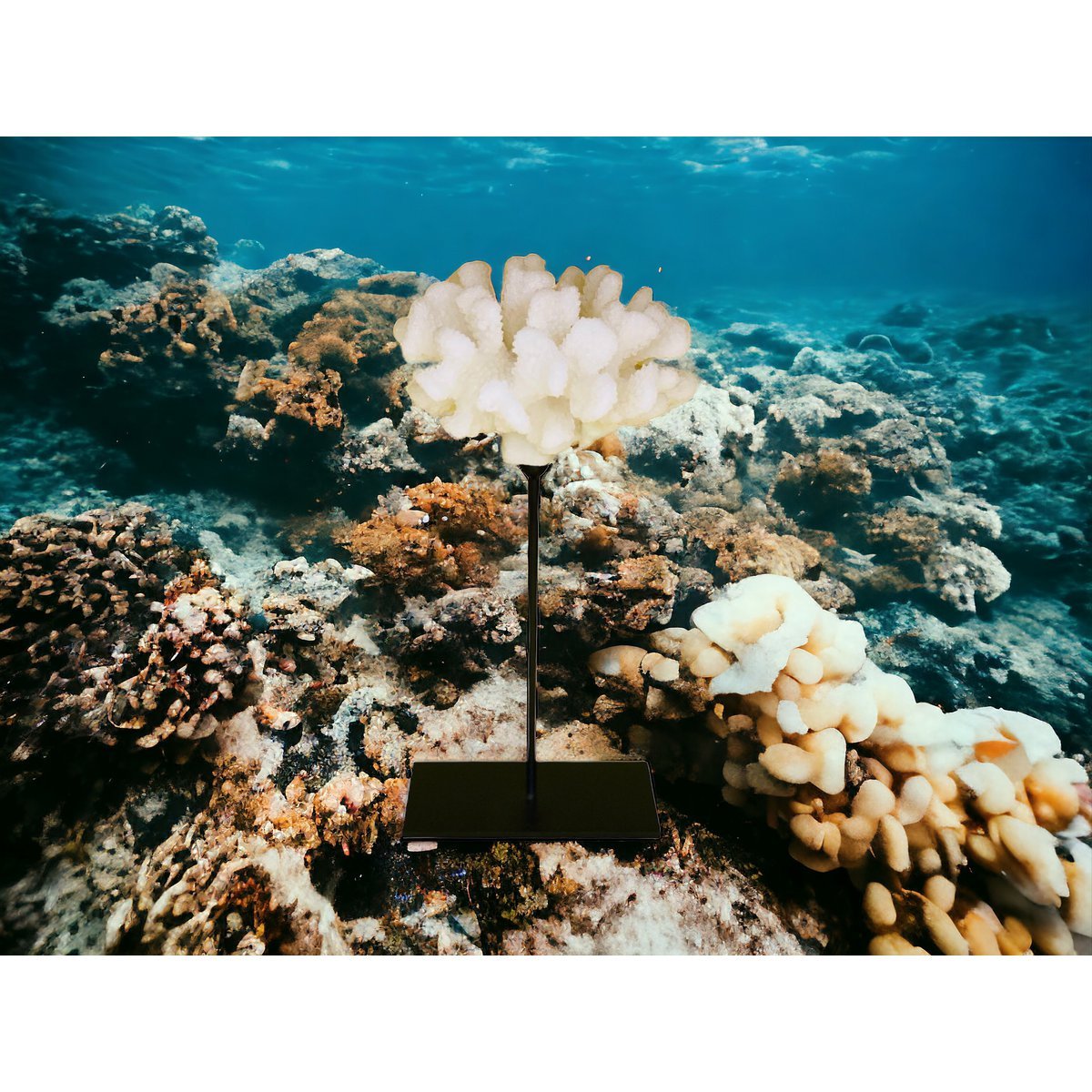 Koraalcollectie met metalen standaard - maat: H25cm B15cm D15cm