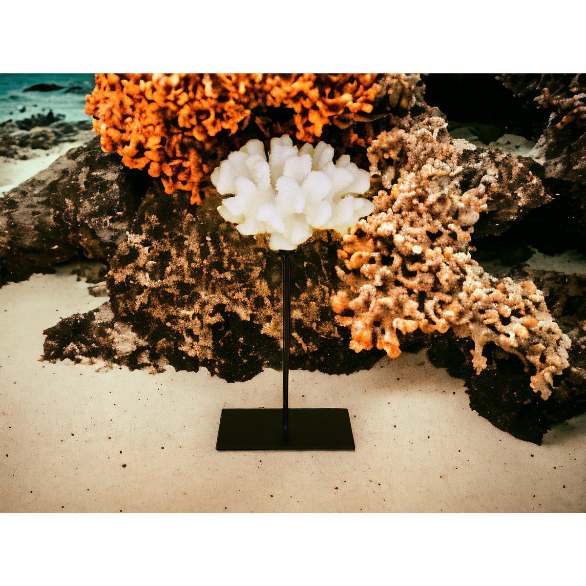 Koraalcollectie met metalen standaard - maat: H25cm B15cm D15cm