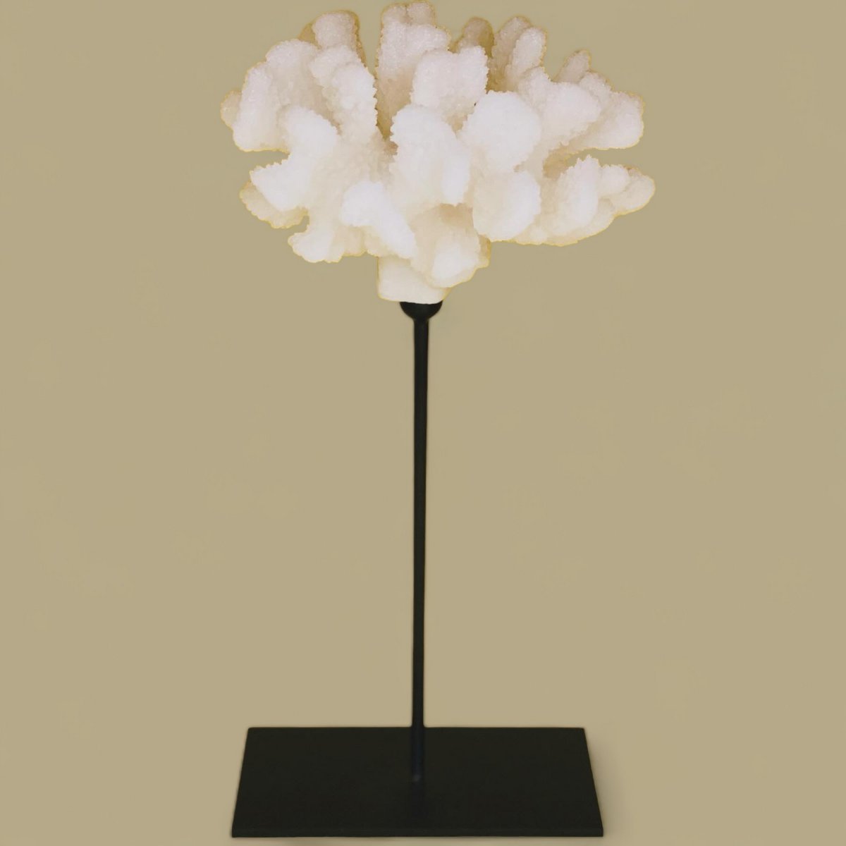 Koraalcollectie met metalen standaard - maat: H25cm B15cm D15cm